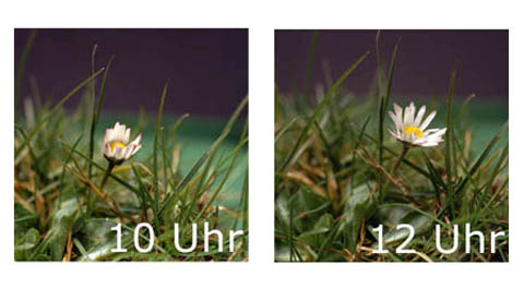 Auch Blumen schlafen!: Gänseblümchenuhr 1