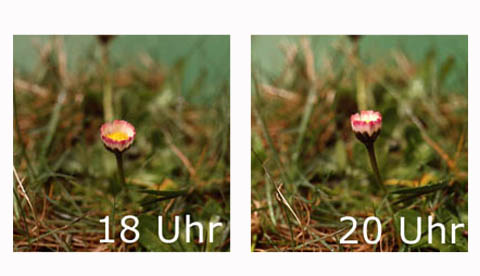 Auch Blumen schlafen!: Gänseblümchenuhr 3