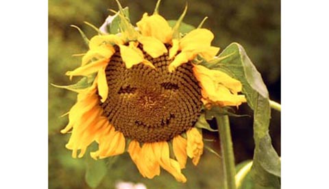 Gute Laune aus der Natur: Sonnenblumengesichter 2
