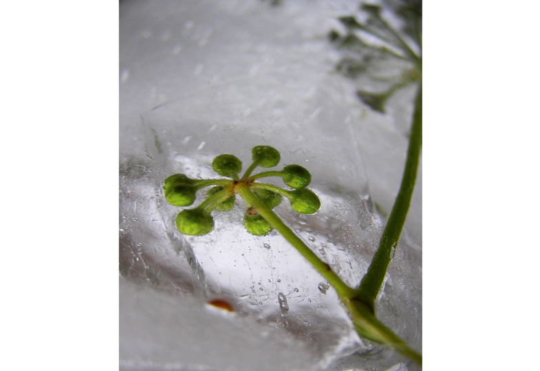 Jetzt ist Eiszeit 4