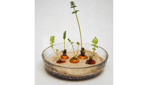 Neues Leben aus Gemüseresten: Grüne Überraschung 2
