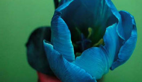 Zaubern mit Tinte: Blaue Tulpen 4