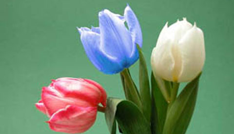 Zaubern mit Tinte: Blaue Tulpen 5