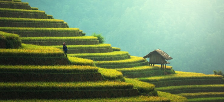 Asiatische Reisterrassen