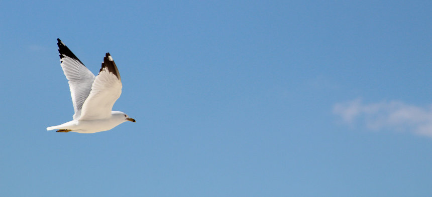 Eine weiße Möwe fliegt durch blauen Himmel
