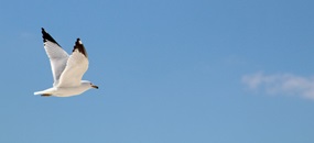 Eine weiße Möwe fliegt durch blauen Himmel