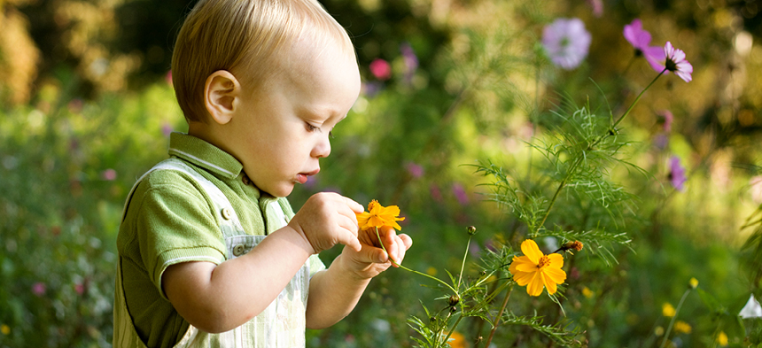 Kleines Kind steht auf einer grünen Blumenwiese, hält eine gelbe Blume in der Hand und betrachtet diese genau. 