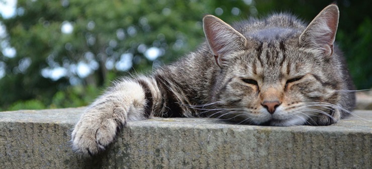 Eine Katze schläft auf einem Stein