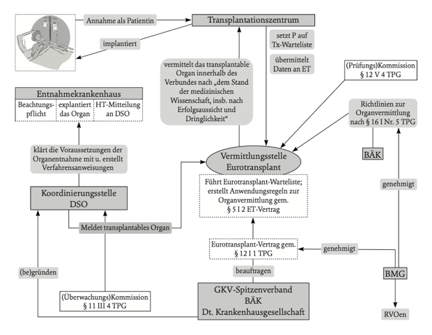Grafik: Das Organverteilungssystem