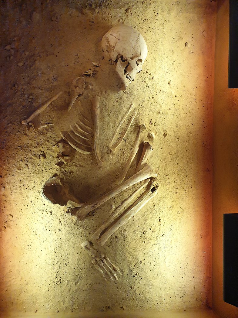 Ewiger Schlaf in Hockerstellung: Das erste vollständige im Grabenwerk entdeckte Skelett wird liebevoll Herxi genannt.