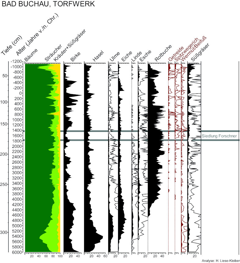 Pollenprofil von Bad Buchau Torfwerk. Zeiger auf Ackerbau und Brache bzw. Beweidung sind rot markiert, die Besiedlungsphasen der Siedlung Forschner grau hervorgehoben.