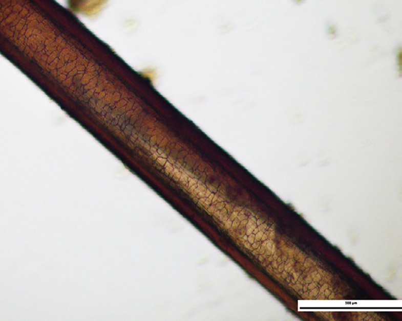 Identifikation tierischer Fasern: Schuppenstruktur eines Pferdehaares in starker Vergrößerung.