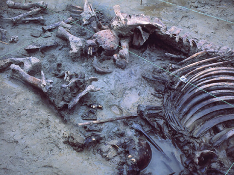 Das 1998 erneut aufgedeckte Massengrab barg Skelettteile mehrerer Männer und eines Pferdes, alle mit Spuren von Gewalteinwirkung.