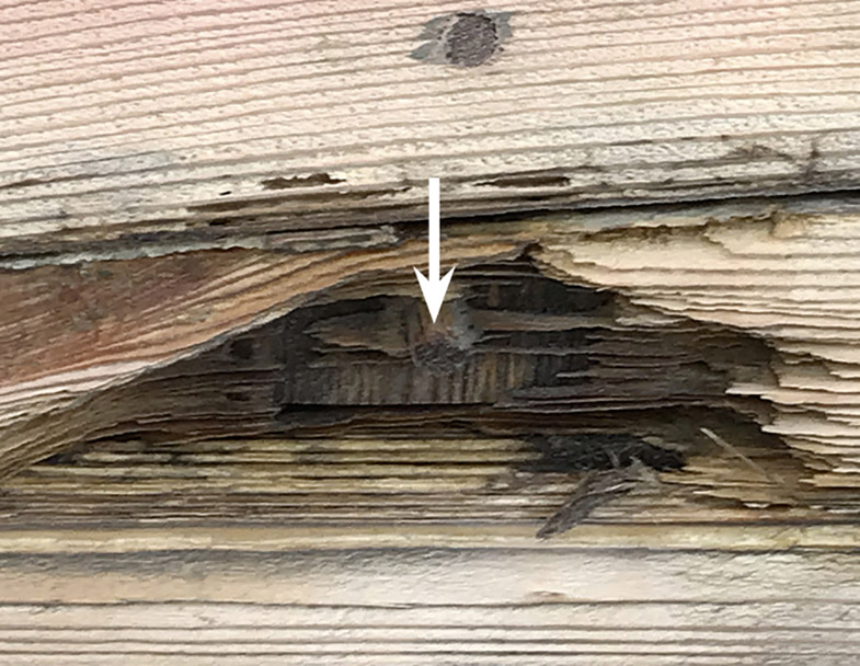 Abb. 2 Schädlingsbefall gerade an den Nuten der F.A.N., April 2021. Deutlich unbeschädigt dagegen die Federn aus Eiche (s. Pfeil).