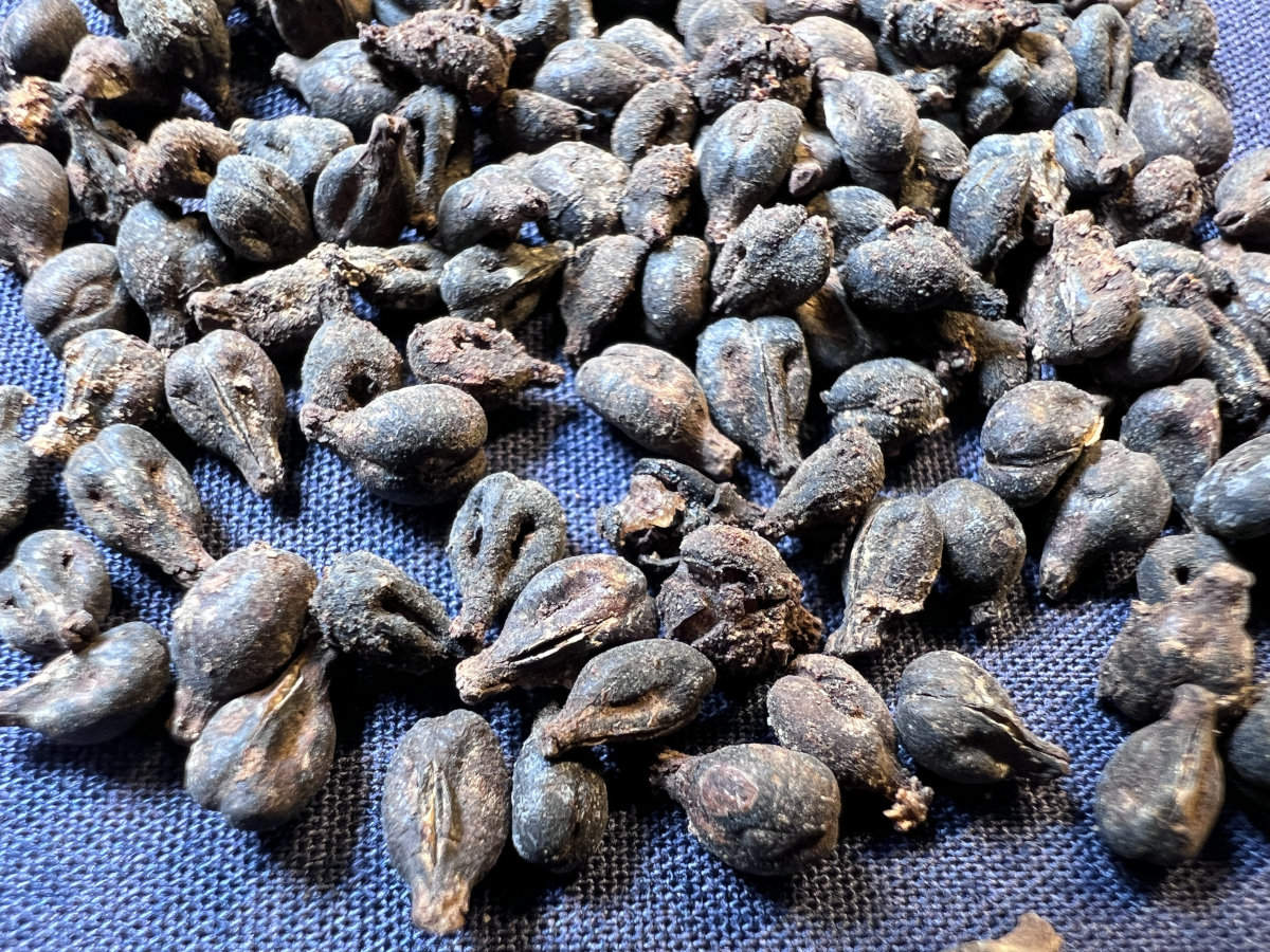 5000 Jahre alte Traubenkerne, die in den Krügen gefunden wurden und wahrscheinlich Überreste von Wein darstellen.