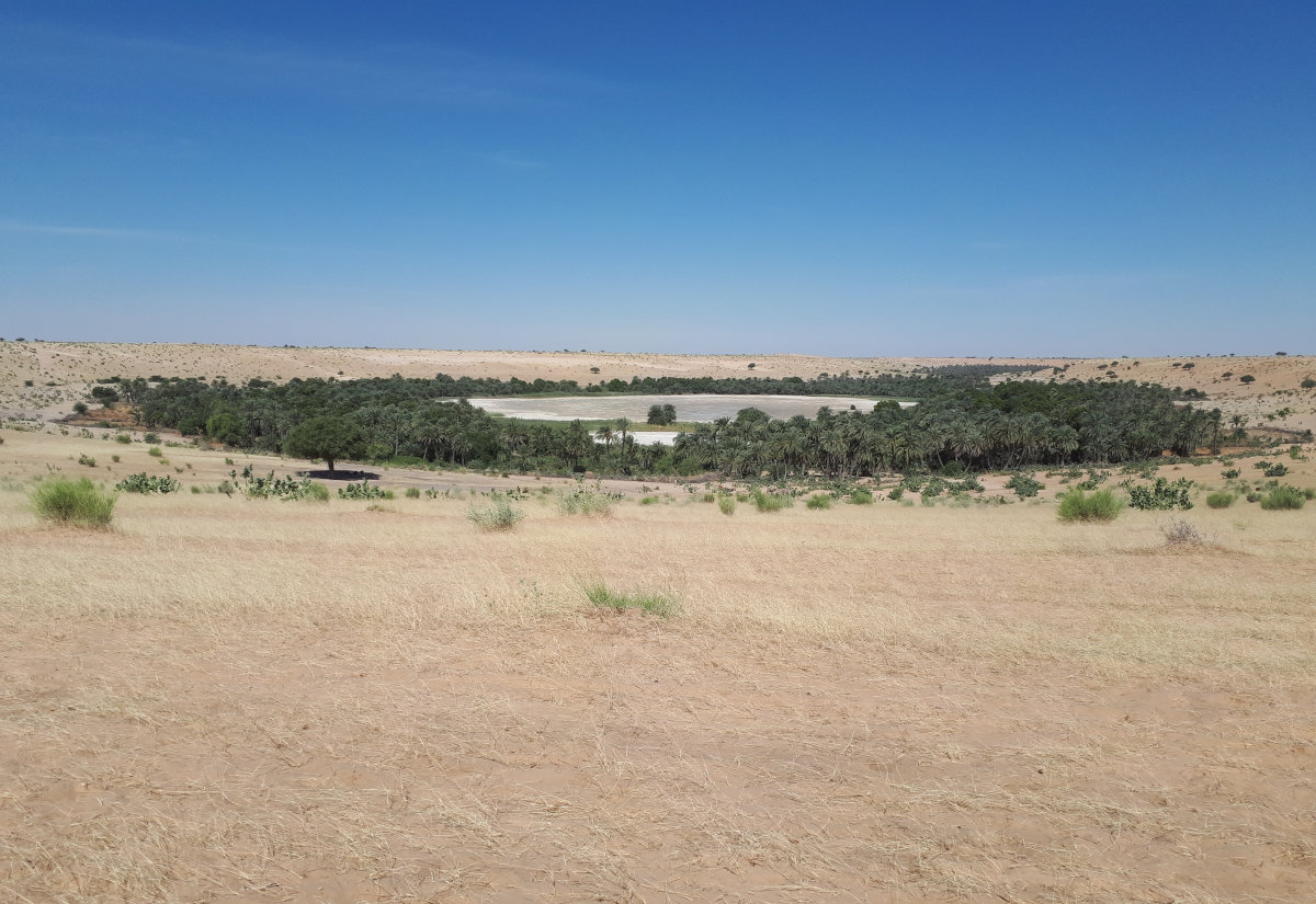 Nahezu vollständig versandete Oase in der Sahara.
