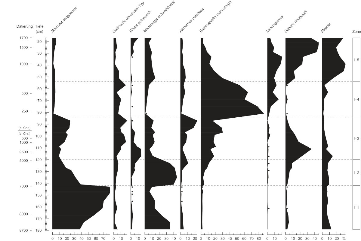 Vereinfachtes Pollendiagramm zu einem tropischen Torfmoor des Inneren Kongobeckens.