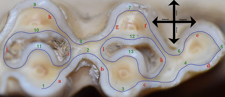 Abb. 2 Okklusale Oberfläche eines aus Südengland stammenden Rinderweisheitszahnes. Die Punkte und Kurven zeigen die Position der insgesamt 235 Landmarks, welche händisch für jeden Zahn einzeln definiert werden müssen.