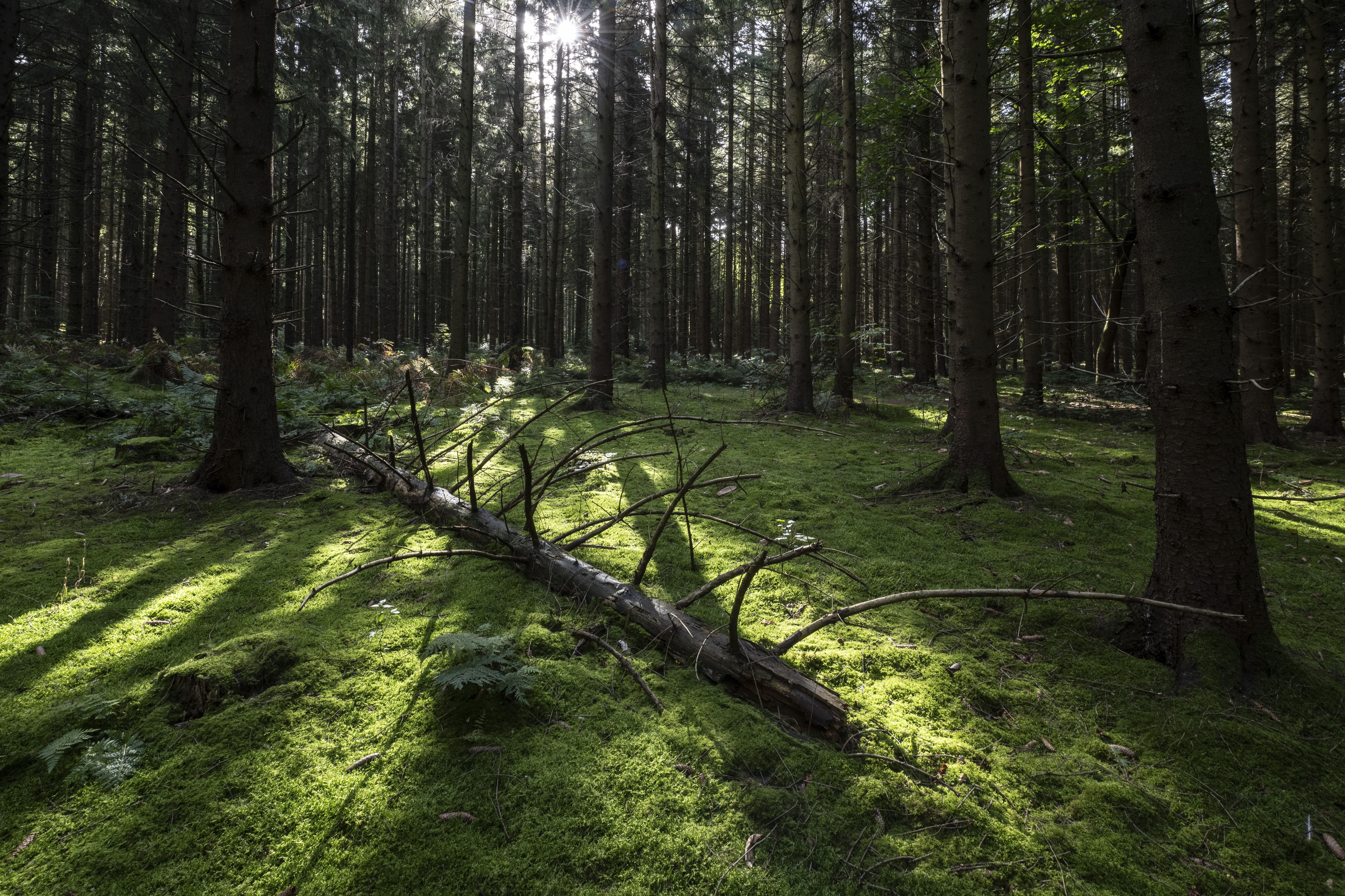 Der Wald: MEIN GLAUBENSDING