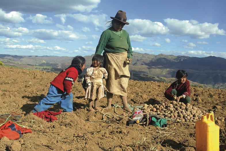 Auf einem Kartoffelacker in den Anden Perus. Einst von Lateinamerika kommend, ist das „Erdgewächs“ wichtig für die Ernährung weiter Teile der Welt geworden.