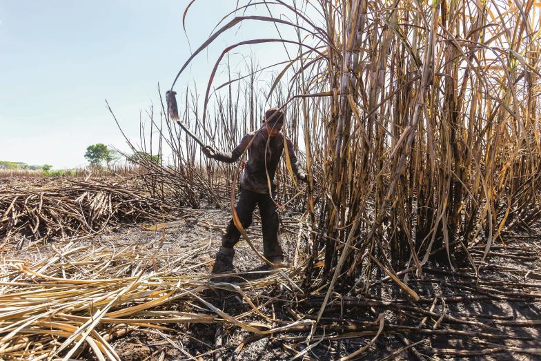 Ein Knochenjob, der anderswo den Tag versüßt. Die Arbeit auf Zuckerrohrplantagen wie hier in Guatemala hat sich über die Jahrhunderte kaum verändert.