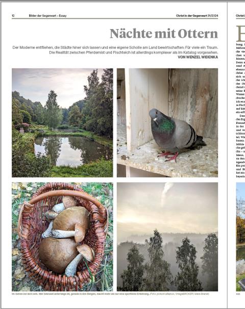 Bild