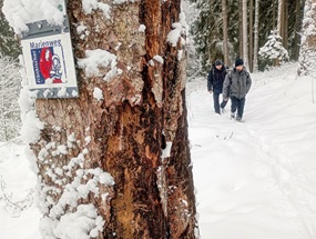 Mischwald im Schnee, auf einem schmalen Pfad sind zwei Wanderer unterwegs. Im Vordergrund ein Baum mit einem Schild, das den Weg als "Marienweg" ausweist, unter dem Schriftzug eine einfache Abbildung von Maria mit dem Kind