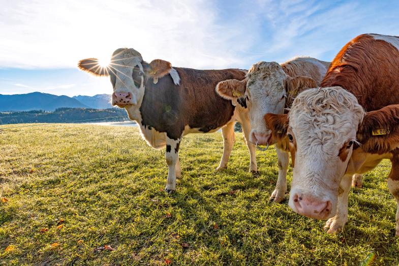 Frag nur die Tiere: Mensch-Tier-Beziehung