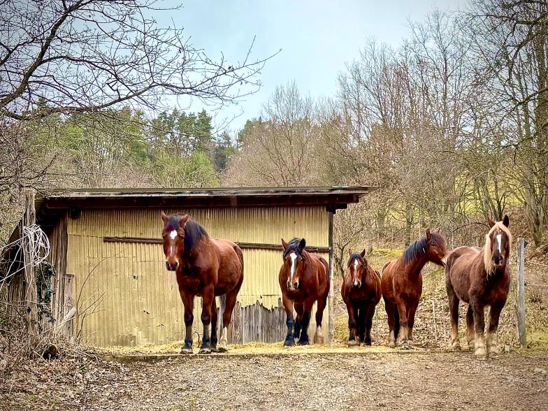 Stilles Zeugnis der Würde: Lebenshof