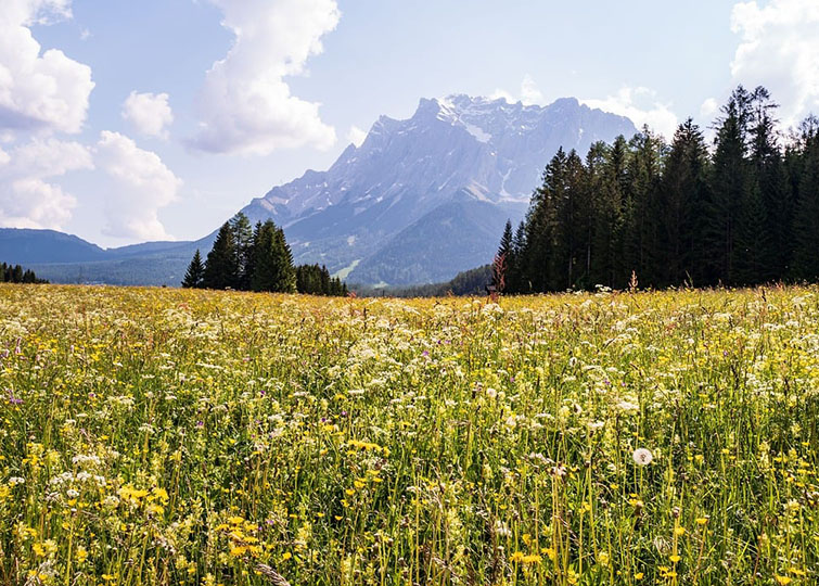 Blumenwiese im Sommer
