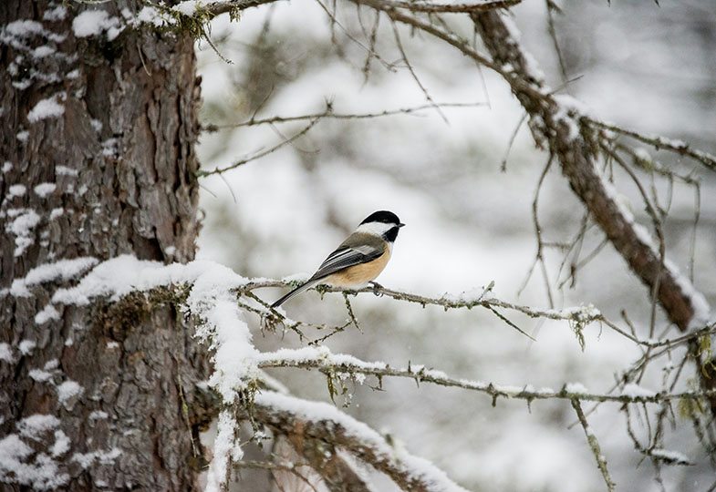 Vogel im Winter