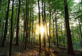 Wald