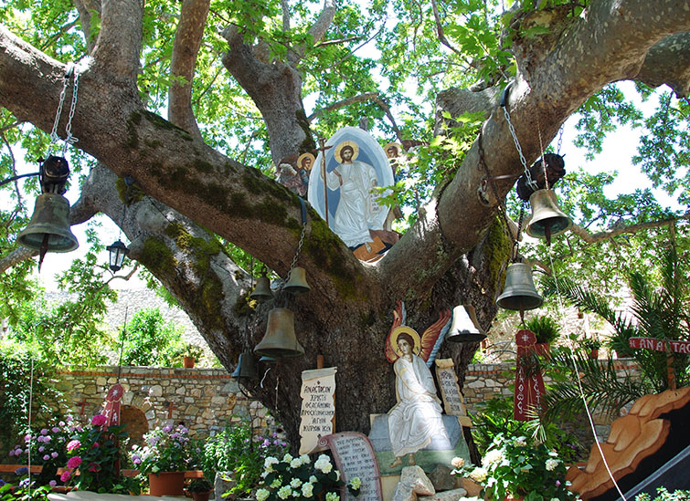 Platane im Kloster Zerbitsa