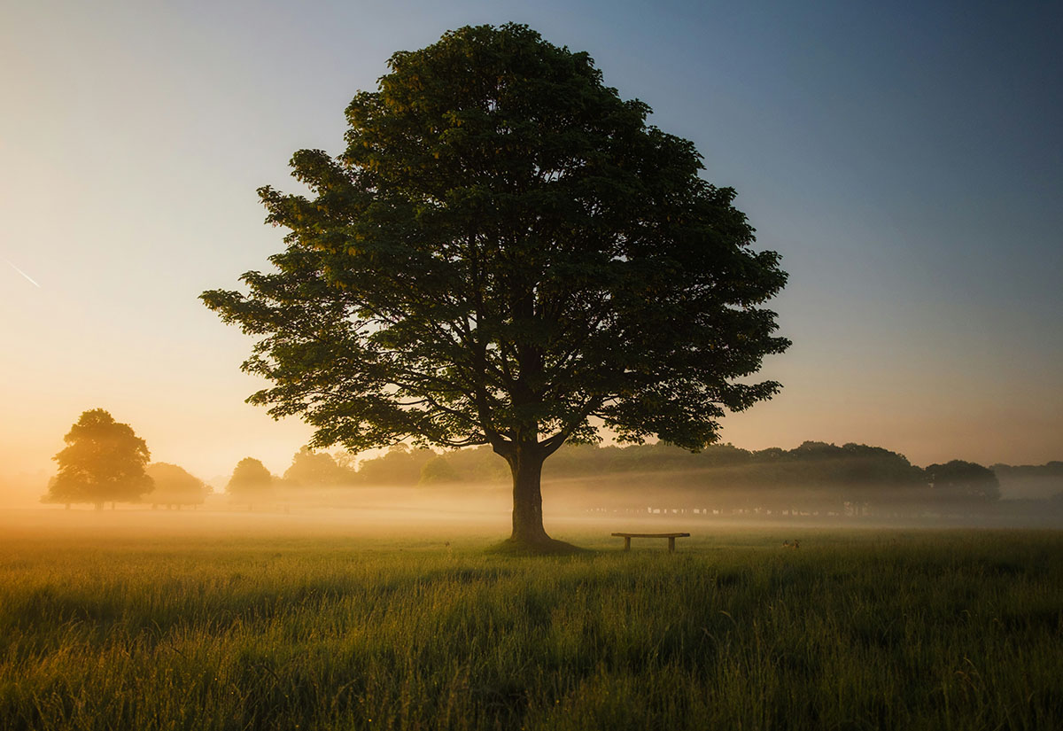 Baum