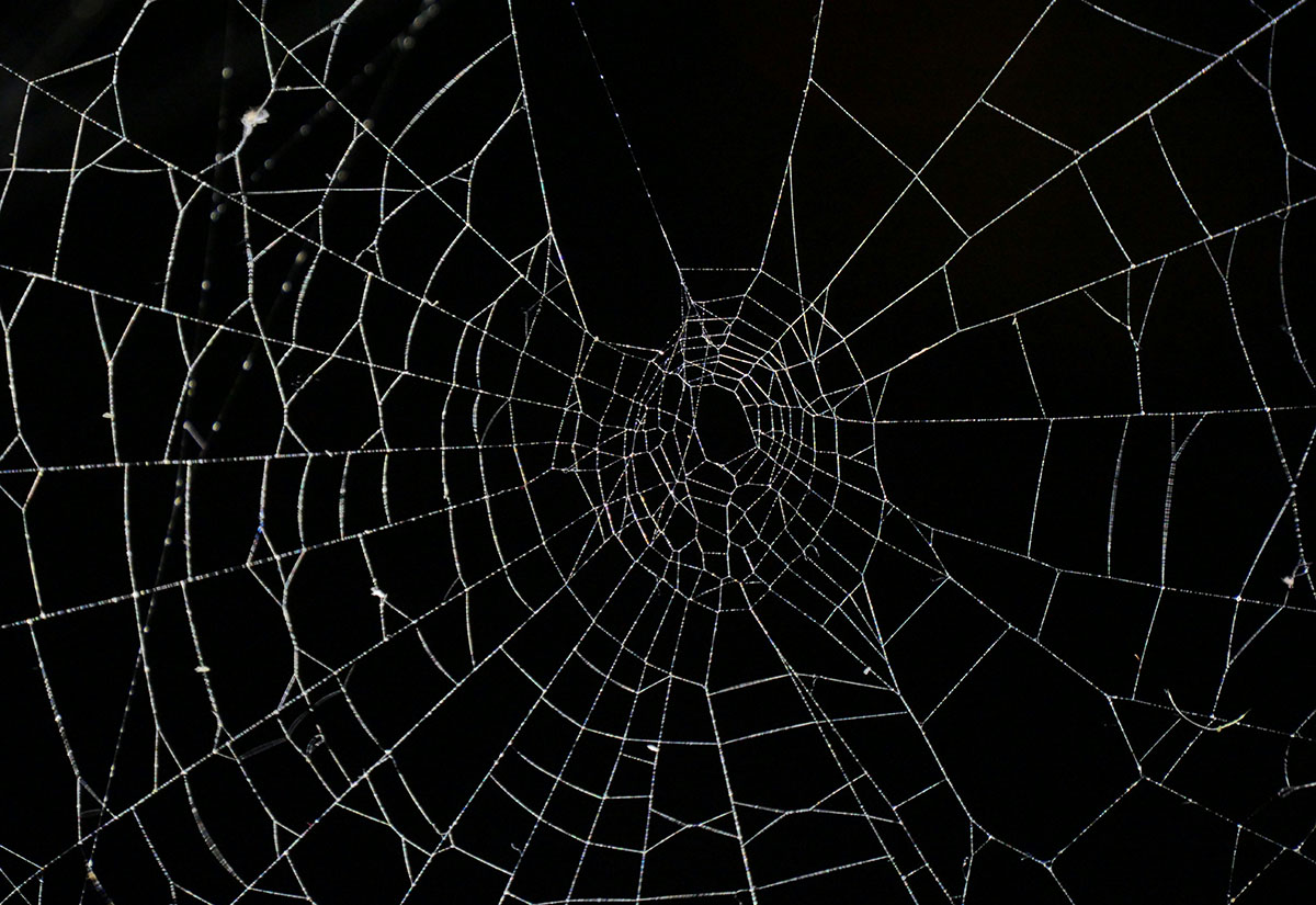 Horror und Moral: Die Novelle "Die schwarze Spinne" von Jeremias Gotthelf