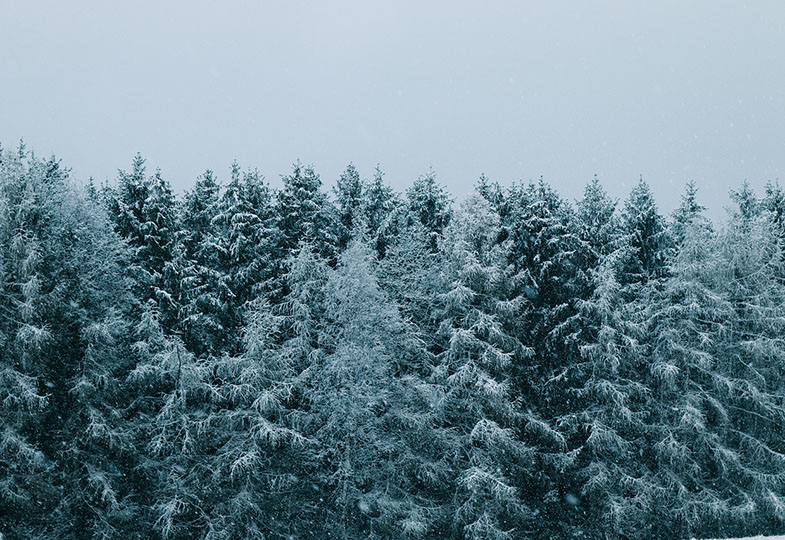 Nadelwald im Schnee