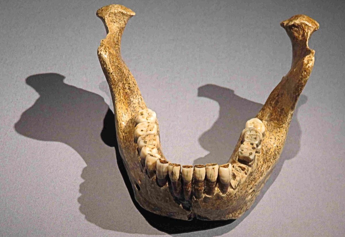 Sogenannter Unterkiefer von Mauer: Typusexemplar des Homo heidelbergensis