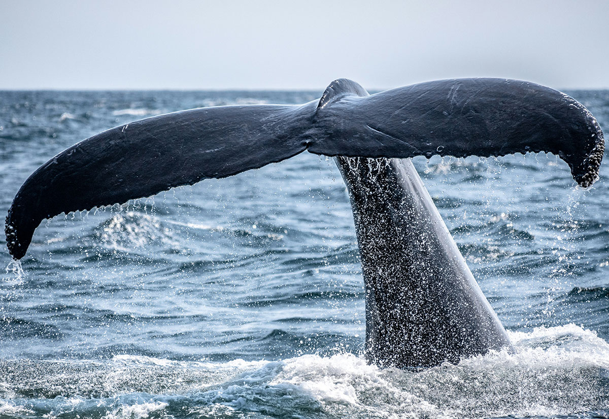 Ahab, der Amerikaner: "Moby Dick" – Mythos der Selbstermächtigung