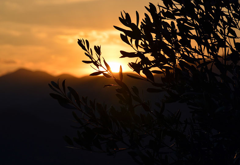 Olivenbaum und Sonnenaufgang