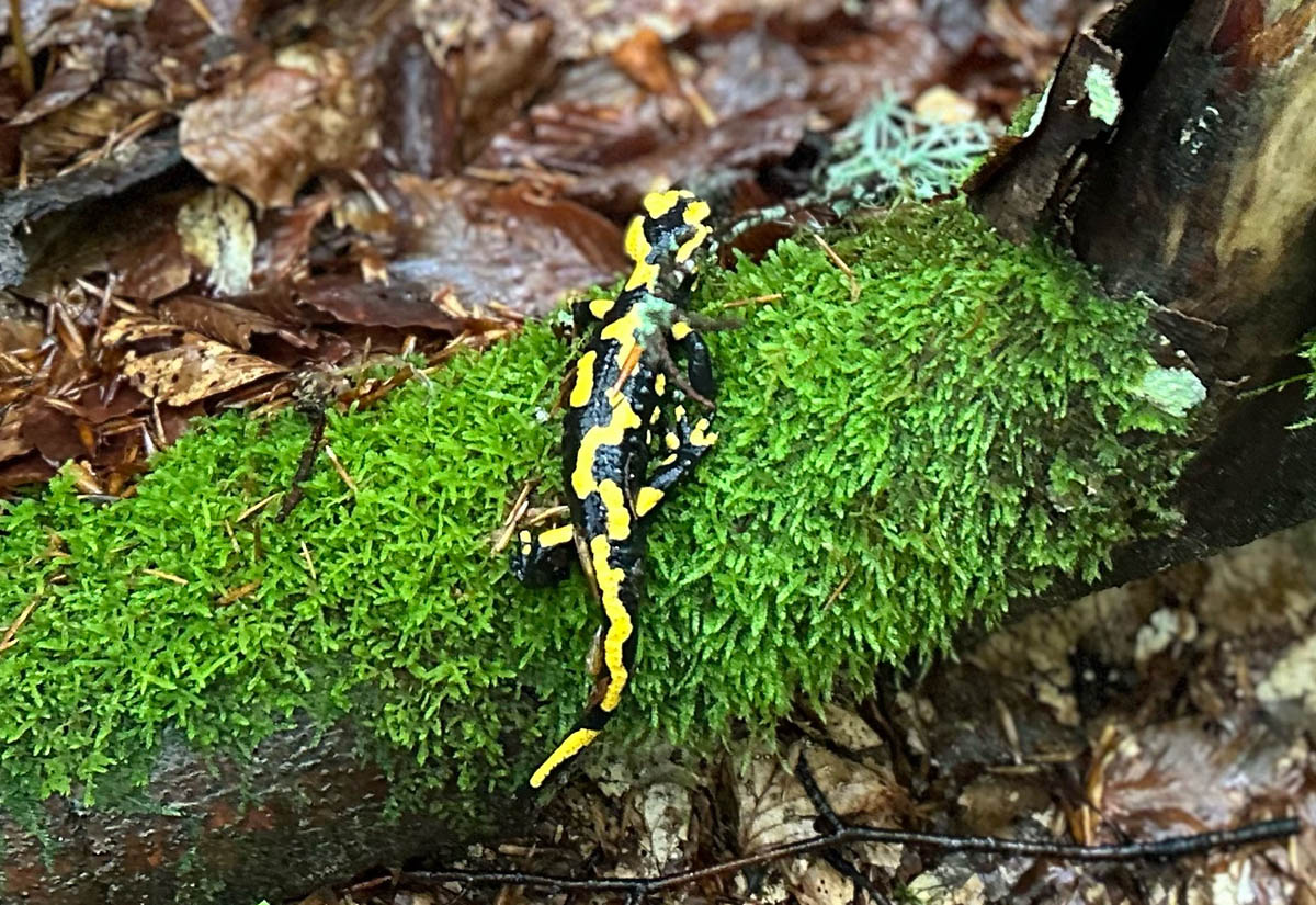 "Schwester Salamander"