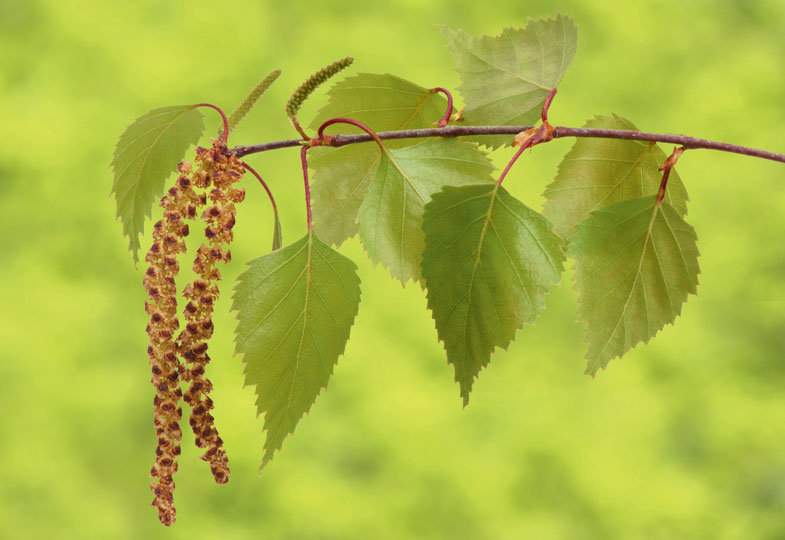 Blätter, Blüten, Nadelspitzen: Leckeres aus Bäumen zubereiten