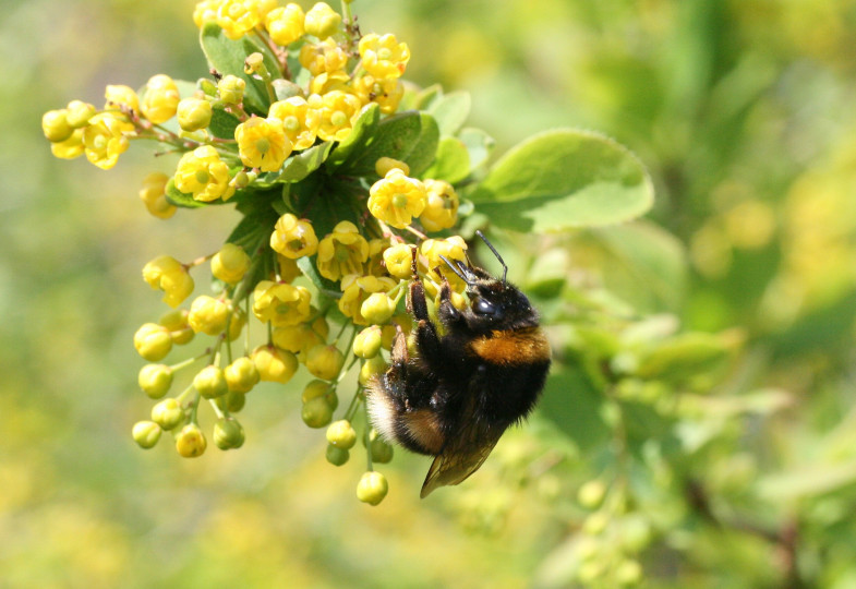 Eine Biene an einer Blüte.