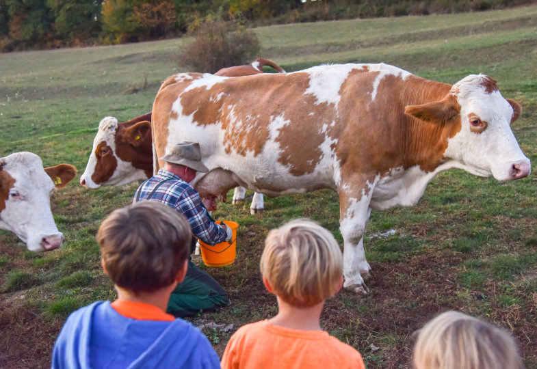 Kinder auf einem Feld mit Kühen