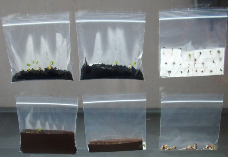 Am dritten Tag nach Testbeginn: Jedes Tütchen mit denselben Samen, aber mit unterschiedlichen Keimbedingungen