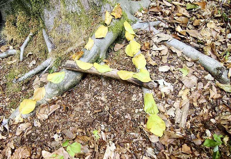 Waldbuchstabe A
