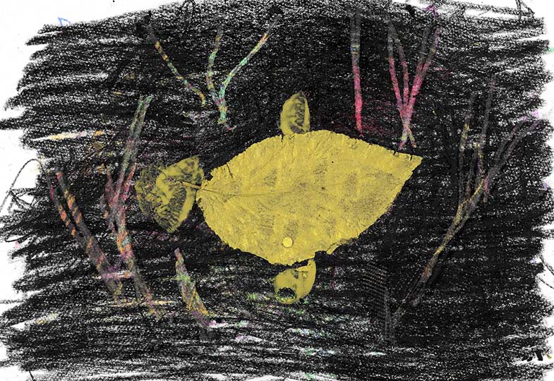 Bild Fisch