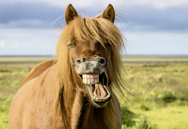 Pferd