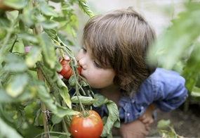 Kind riecht an einer Tomate