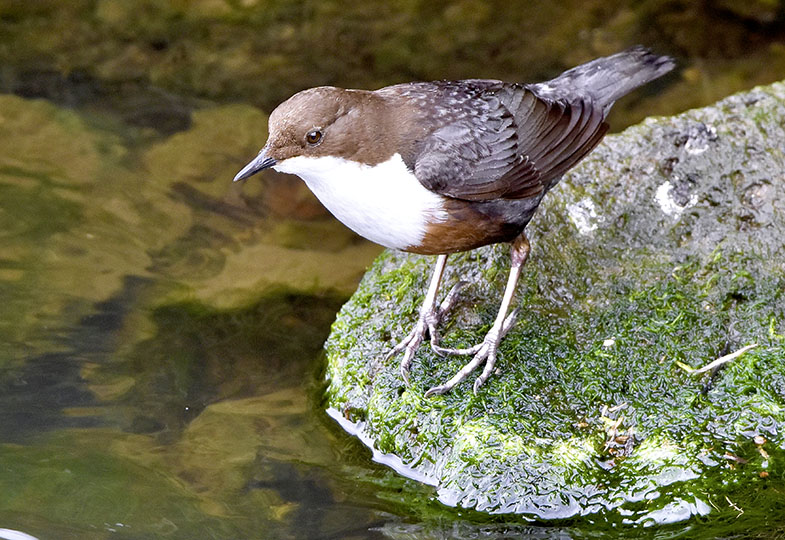 Nasses Zuhause: Pflanzen und Tiere im und am Wasser