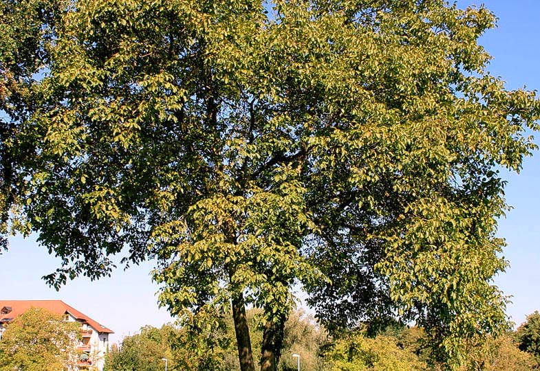 Bäume
